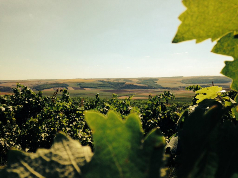 Domeniile-Adamclisi-winery-in-summer-1024x768.jpg